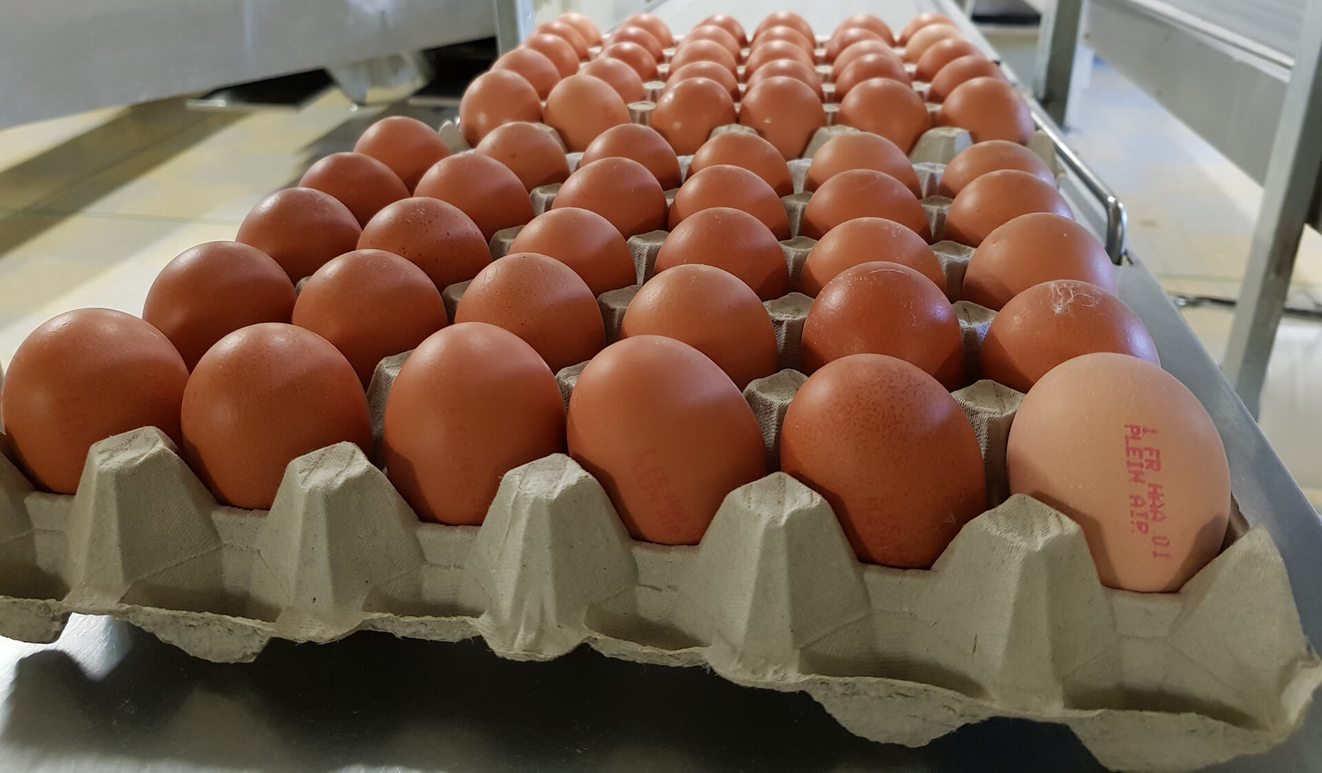 Production d'oeuf en gros à Gap